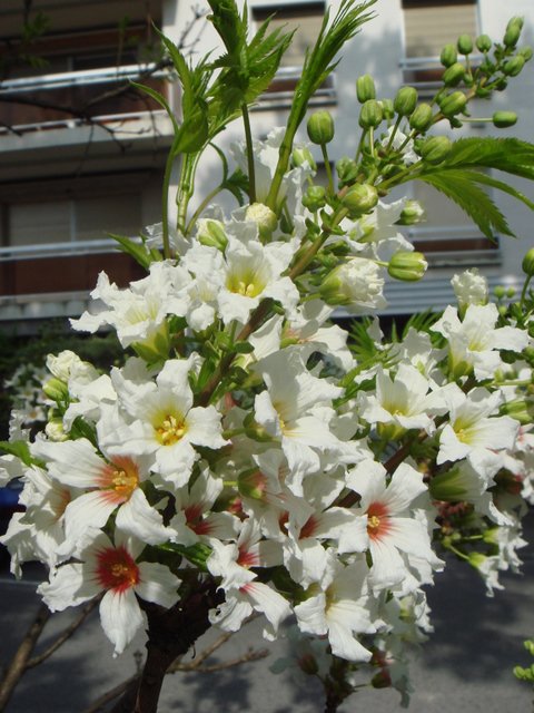 Xanthoceras sorbifolia fleur (2)